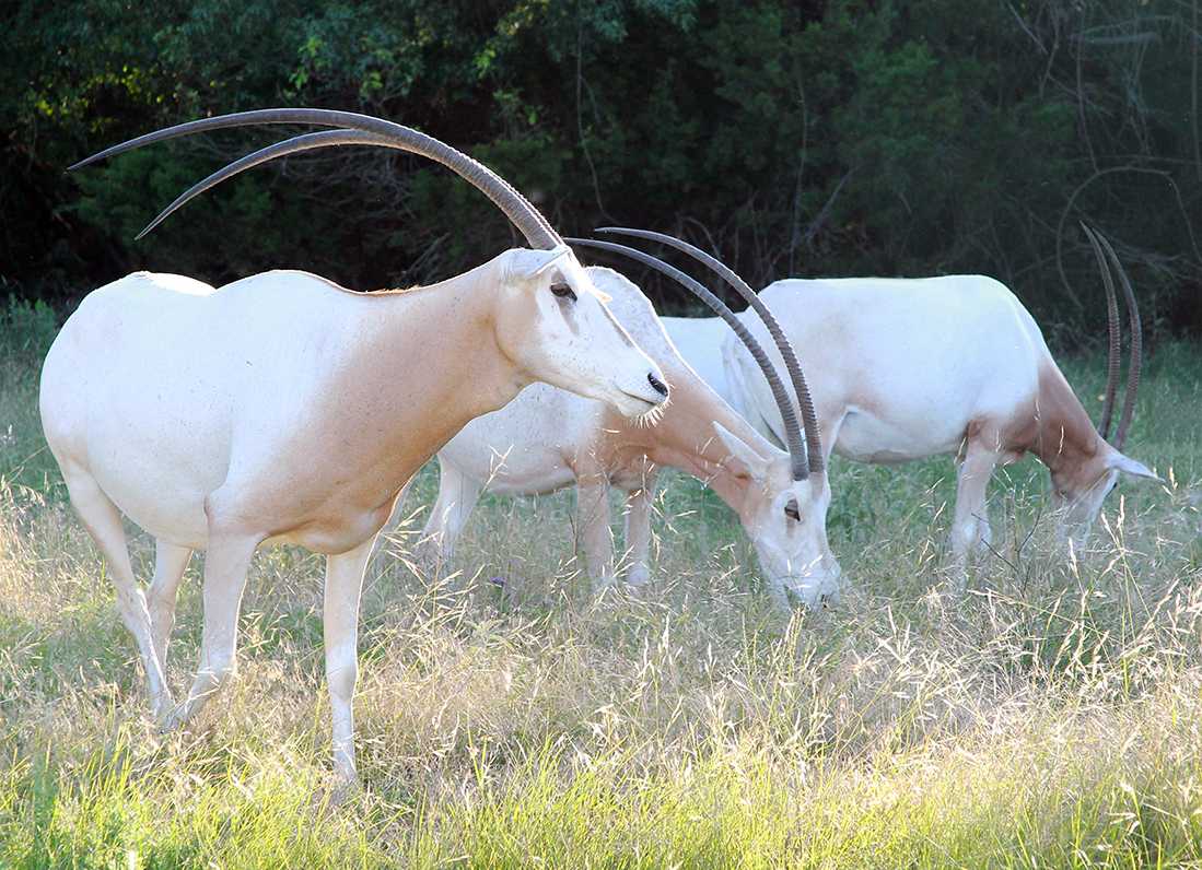 scimitar-horned-oryx