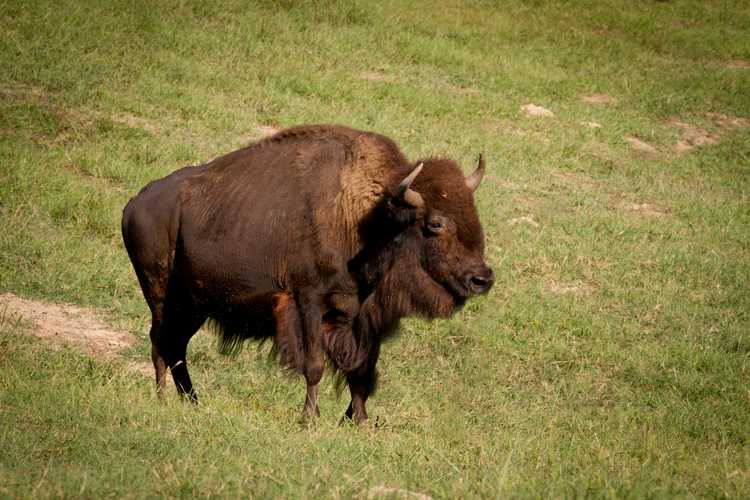 Beaver Creek Ranch Hunt | Beaver Creek Properties