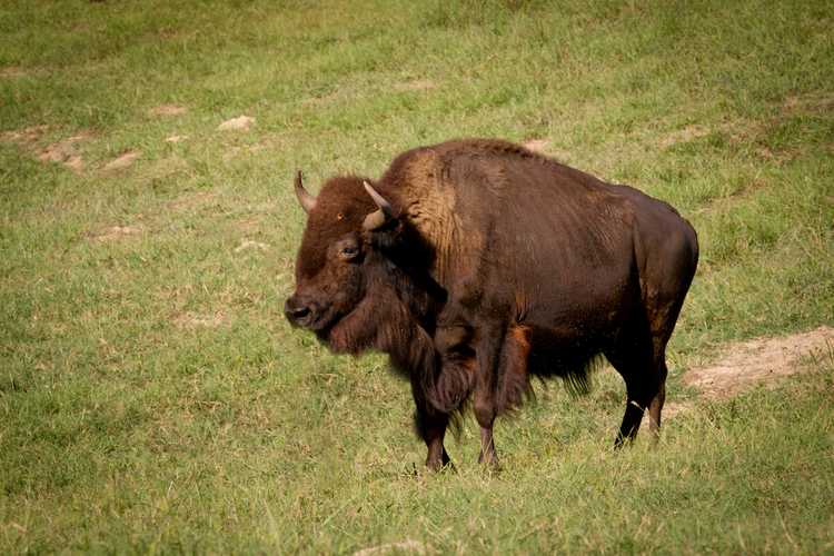 Beaver Creek Ranch Hunt | Beaver Creek Properties